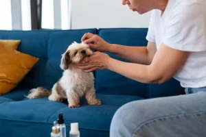 ペットケアの慢性ストレス：時間的・感情的負担を解消するガイド