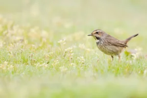 野生動物観察で心の平穏を：都市近郊の公園で鳥のさえずりを観察
