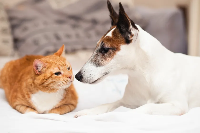 動物恐怖症の克服法:犬や猫・虫などへの恐怖心を改善する5選